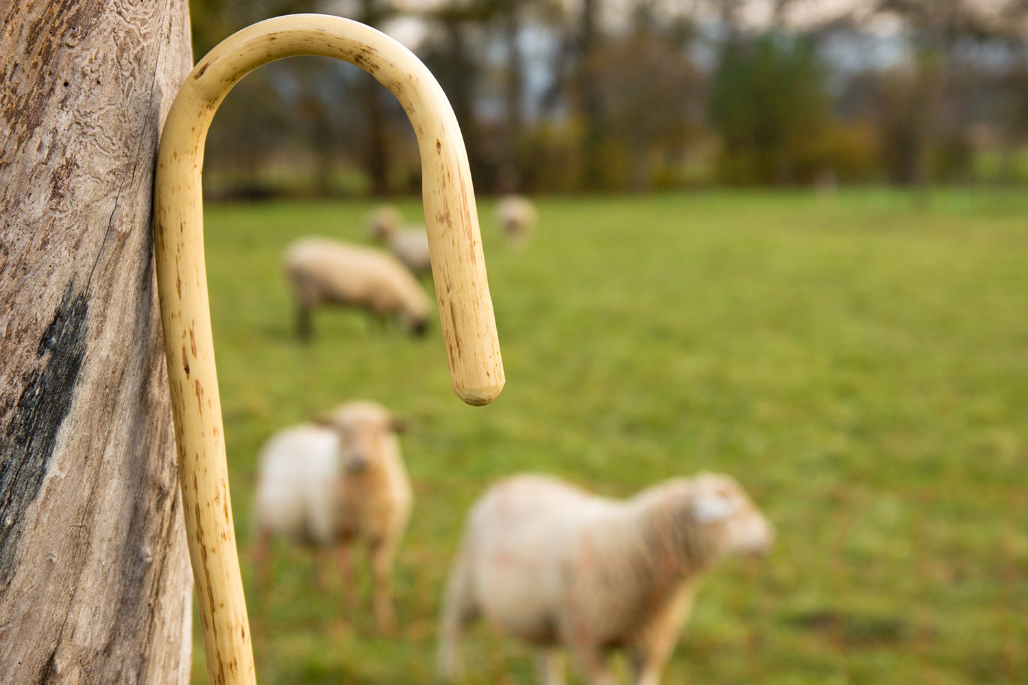 ¿Por qué la iglesia necesita pastores?